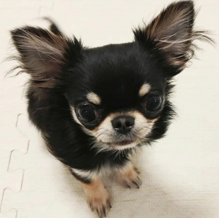 Illustration de l'article : 20 photos de Chihuahuas confirmant le dicton selon lequel "tout ce qui est petit est mignon"