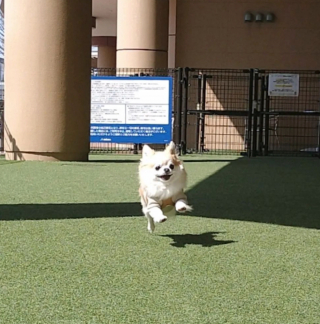 Illustration de l'article : 20 photos de Chihuahuas confirmant le dicton selon lequel "tout ce qui est petit est mignon"