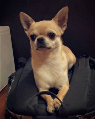 Illustration de l'article : 20 photos de Chihuahuas confirmant le dicton selon lequel "tout ce qui est petit est mignon"