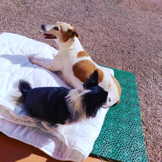 Illustration de l'article : 20 photos de Chihuahuas confirmant le dicton selon lequel "tout ce qui est petit est mignon"