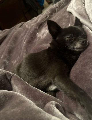 Illustration de l'article : 20 photos de Chihuahuas confirmant le dicton selon lequel "tout ce qui est petit est mignon"