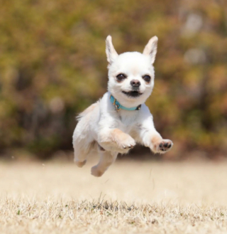 Illustration de l'article : 20 photos de Chihuahuas confirmant le dicton selon lequel "tout ce qui est petit est mignon"