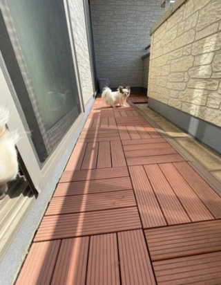 Illustration de l'article : 20 photos de Chihuahuas confirmant le dicton selon lequel "tout ce qui est petit est mignon"