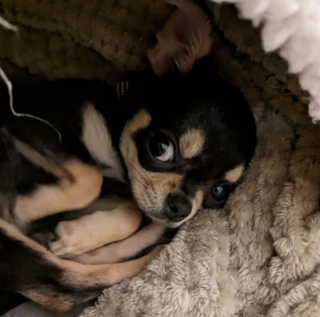 Illustration de l'article : 20 photos de Chihuahuas confirmant le dicton selon lequel "tout ce qui est petit est mignon"