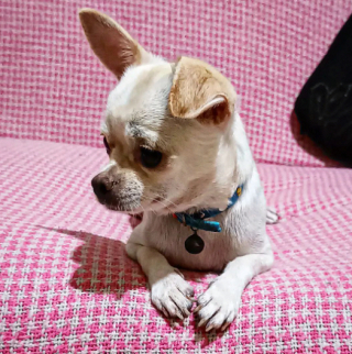 Illustration de l'article : 20 photos de Chihuahuas confirmant le dicton selon lequel "tout ce qui est petit est mignon"