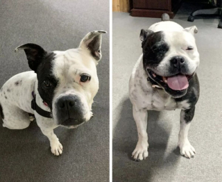 Illustration de l'article : 10 photos inspirantes de chiens totalement métamorphosés après leur adoption