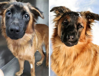 Illustration de l'article : 10 photos inspirantes de chiens totalement métamorphosés après leur adoption