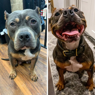Illustration de l'article : 10 photos inspirantes de chiens totalement métamorphosés après leur adoption