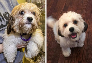 Illustration de l'article : 10 photos inspirantes de chiens totalement métamorphosés après leur adoption