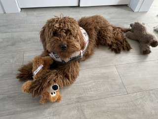 Illustration de l'article : Alors qu’il part faire sa promenade, cet adorable Glodendoodle de 8 mois découvre qu’il a un admirateur secret