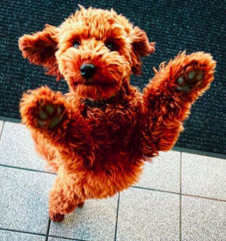 Illustration de l'article : Alors qu’il part faire sa promenade, cet adorable Glodendoodle de 8 mois découvre qu’il a un admirateur secret