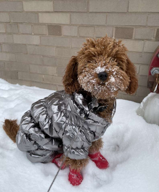Illustration de l'article : Alors qu’il part faire sa promenade, cet adorable Glodendoodle de 8 mois découvre qu’il a un admirateur secret
