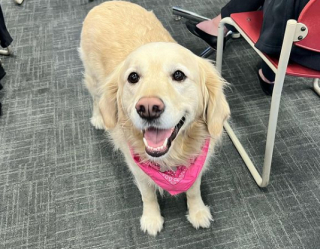 Illustration de l'article : La photo de classe insolite : comment un Golden Retriever est devenu la mascotte d'une école publique