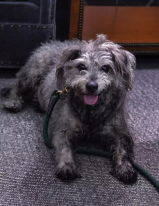 Illustration de l'article : 10 heures de cavale pour une petite chienne perdue et ayant pris la fuite dans une station de métro