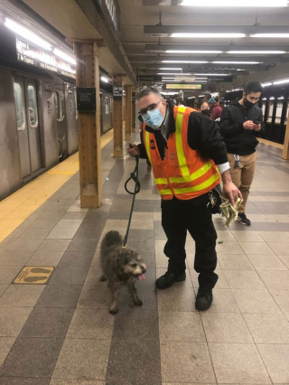 Illustration de l'article : 10 heures de cavale pour une petite chienne perdue et ayant pris la fuite dans une station de métro
