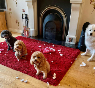 Illustration de l'article : La revanche sur la vie d'un caniche paralysé qui retrouve la joie de vivre grâce à l'aide d'une association et une famille aimante