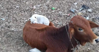 Illustration de l'article : Sur le chemin de son travail, un photographe découvre un petit chien trouvant du réconfort sur le dos d'une vache bienveillante
