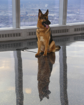 Illustration de l'article : Harvey, le Berger Belge croisé Malinois jugé trop effrayant, trouve enfin un ami qui se révèle être un adorable chiot !