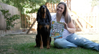 Illustration de l'article : Un chien Coonhound bat le record du monde Guinness des oreilles les plus longues
