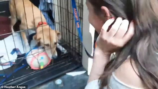 Illustration de l'article : Un chien égaré parcourt 6 km dans les rues animées de Manhattan et trouve refuge avec des chats sauvages