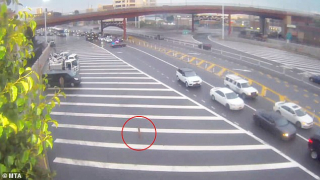 Illustration de l'article : Un chien égaré parcourt 6 km dans les rues animées de Manhattan et trouve refuge avec des chats sauvages