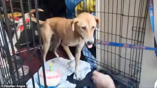 Illustration de l'article : Un chien égaré parcourt 6 km dans les rues animées de Manhattan et trouve refuge avec des chats sauvages