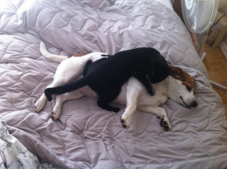 Illustration de l'article : 19 photos attendrissantes de chiens laissant volontiers leurs amis félins se blottir contre eux pour dormir