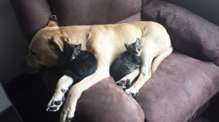 Illustration de l'article : 19 photos attendrissantes de chiens laissant volontiers leurs amis félins se blottir contre eux pour dormir