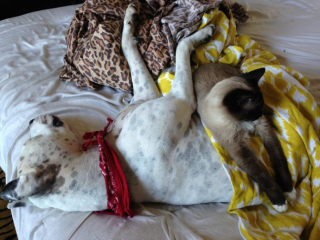 Illustration de l'article : 19 photos attendrissantes de chiens laissant volontiers leurs amis félins se blottir contre eux pour dormir