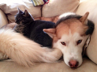 Illustration de l'article : 19 photos attendrissantes de chiens laissant volontiers leurs amis félins se blottir contre eux pour dormir