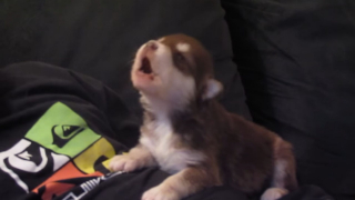 Illustration de l'article : La vidéo de ce chiot croisé Husky Sibérien apprenant à hurler comme ses congénères a enregistré plus de 20 millions de vues