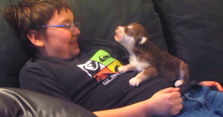 Illustration de l'article : La vidéo de ce chiot croisé Husky Sibérien apprenant à hurler comme ses congénères a enregistré plus de 20 millions de vues
