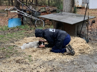 Illustration de l'article : Une petite chienne prend une belle revanche, après n’avoir connu qu’une vie de misère, enchaînée au fond d’un jardin (vidéo)