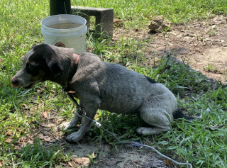 Illustration de l'article : Une petite chienne prend une belle revanche, après n’avoir connu qu’une vie de misère, enchaînée au fond d’un jardin (vidéo)