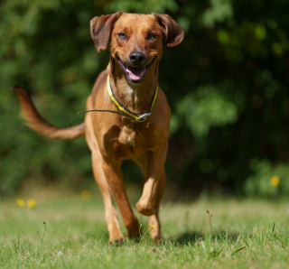 Illustration de l'article : L'acte héroïque de Wilbur, un chien autrefois abandonné qui a réussi à alerter sa famille pendant un incendie nocturne