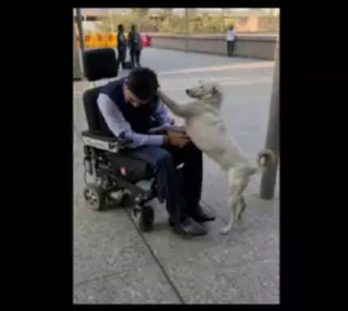Illustration de l'article : Un homme en fauteuil roulant se démène pour retrouver son ami canin perdu à l'aéroport