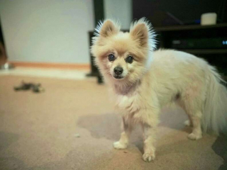 Illustration de l'article : Une chienne héroïque intervient pour tenter de sauver la vie de son ami canin, tombé dans la piscine familiale (vidéo)