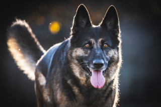 Illustration de l'article : 17 races de chiens qui sortent du lot par leur grande ressemblance avec le loup