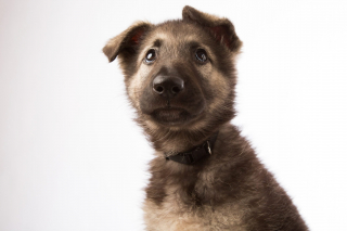 Illustration de l'article : 17 races de chiens qui sortent du lot par leur grande ressemblance avec le loup