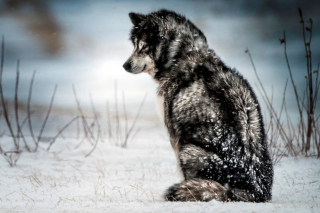 Illustration de l'article : 17 races de chiens qui sortent du lot par leur grande ressemblance avec le loup