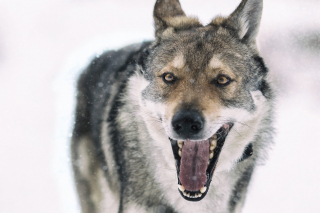 Illustration de l'article : 17 races de chiens qui sortent du lot par leur grande ressemblance avec le loup