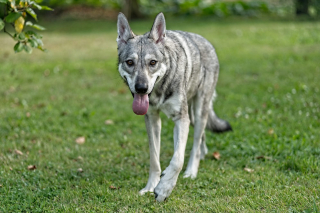 Illustration de l'article : 17 races de chiens qui sortent du lot par leur grande ressemblance avec le loup