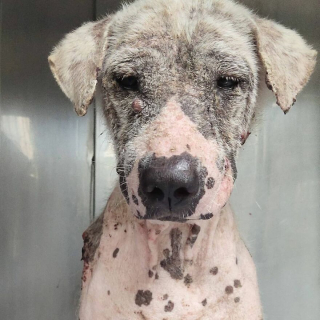 Illustration de l'article : 20 photos racontant la métamorphose d'un chien errant malade et déprimé à qui on a finalement tendu la main