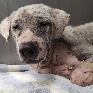 Illustration de l'article : 20 photos racontant la métamorphose d'un chien errant malade et déprimé à qui on a finalement tendu la main