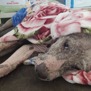 Illustration de l'article : 20 photos racontant la métamorphose d'un chien errant malade et déprimé à qui on a finalement tendu la main