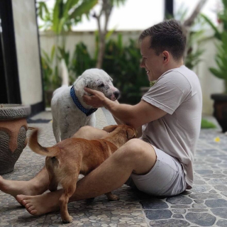 Illustration de l'article : 20 photos racontant la métamorphose d'un chien errant malade et déprimé à qui on a finalement tendu la main