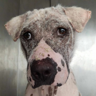 Illustration de l'article : 20 photos racontant la métamorphose d'un chien errant malade et déprimé à qui on a finalement tendu la main