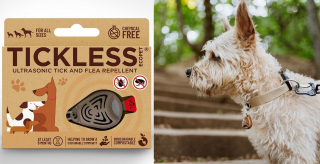 Illustration de l'article : Célébrez le retour des beaux jours avec votre chien grâce à cette sélection de must have aux accents printaniers