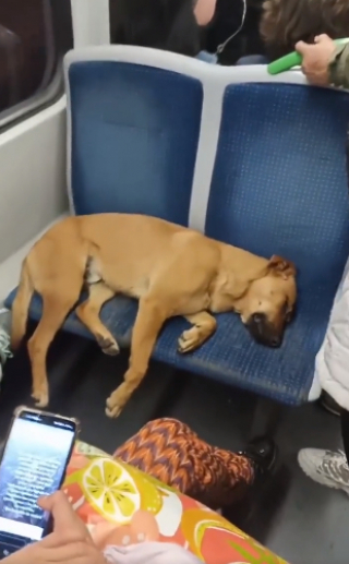 Illustration de l'article : Un chien endormi sur les sièges d’un métro bondé attendrit les passagers, qui n'osent pas le déranger (vidéo)