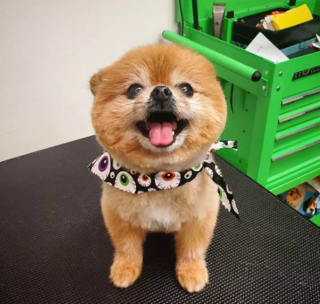 Illustration de l'article : 14 photos de chiens vous offrant leurs plus beaux sourires pour booster votre bonne humeur